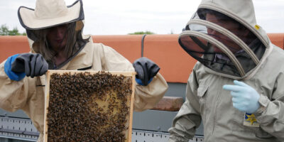 Bee Colony Brings Biodiversity Buzz To Flemingate