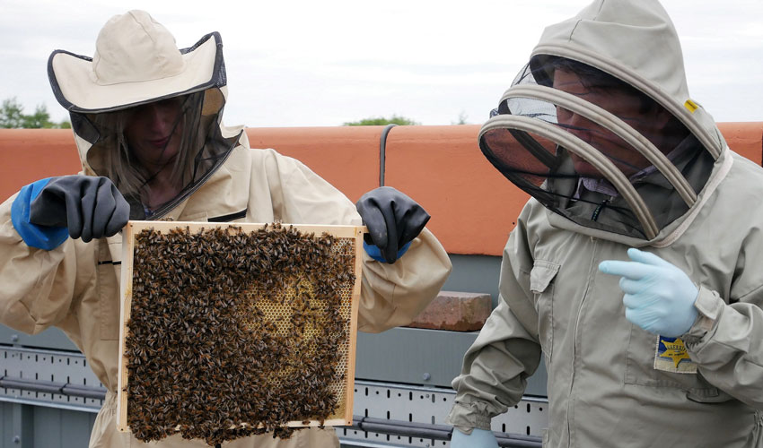 Bee Colony Brings Biodiversity Buzz To Flemingate 