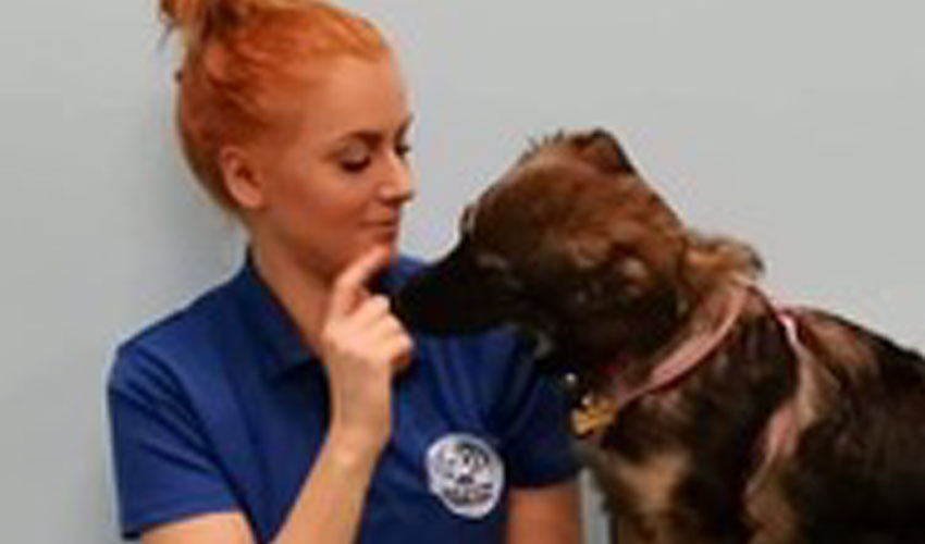 Fit4DogsUK Employee Shortlisted For People in Business Award