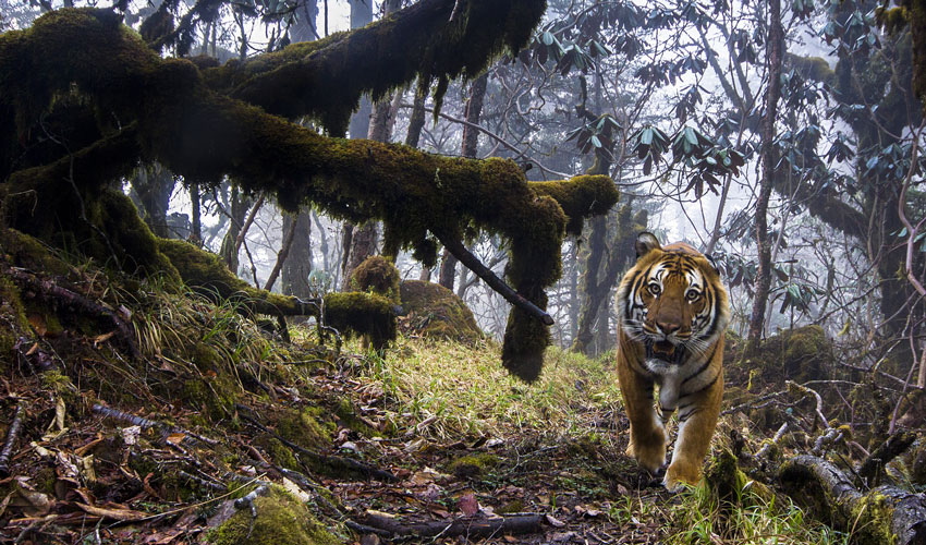 June Sees Return Of Popular Wildlife Photographer Of The Year Exhibition