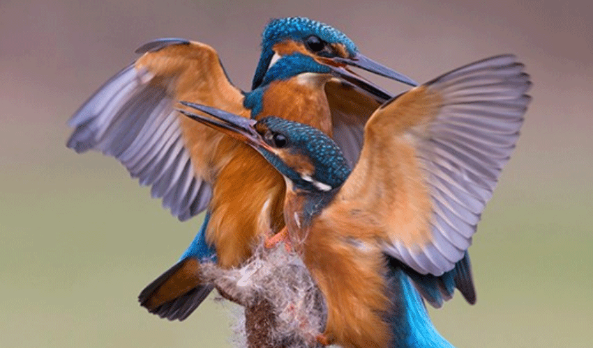 Wildlife Photography Workshop At The Treasure House In Beverley