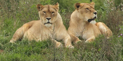 Yorkshire Wildlife Park – A Wonderful Day Out For All The Family