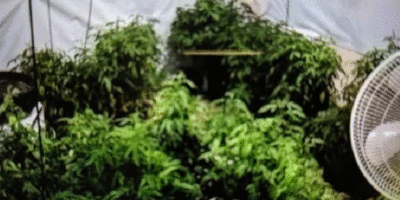 Over £40,000 Of Cannabis Seized From Homes In Beverley And Atwick