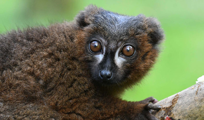 Life In Lockdown At Award-Winning Yorkshire Wildlife Park