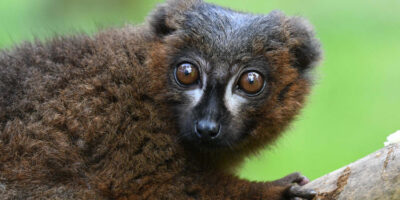 Opening Day At Yorkshire Wildlife Park After Lockdown