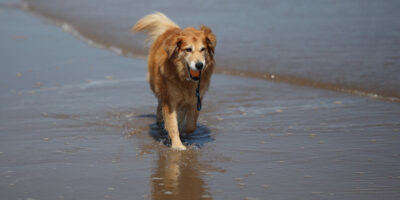 Dog Restrictions On East Riding Beaches Will Be Enforced From 4 July