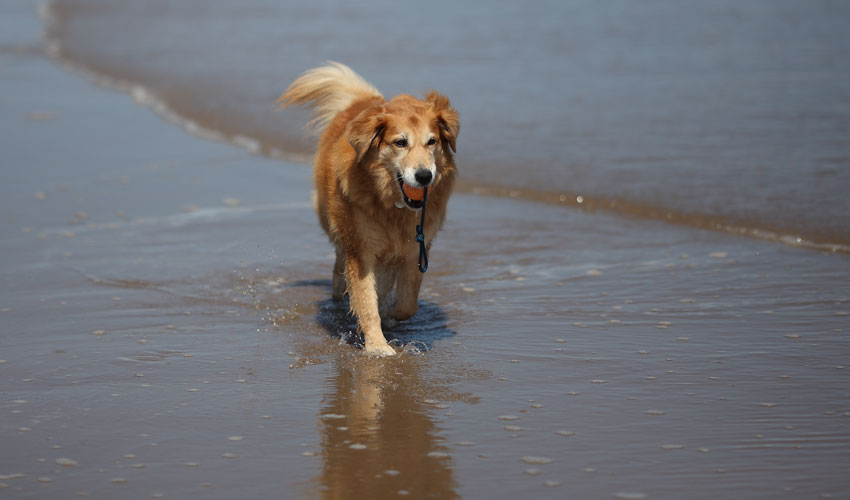 Dog Restrictions On East Riding Beaches Will Be Enforced From 4 July