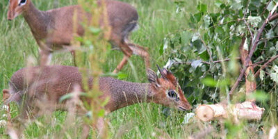 Yorkshire Wildlife Park Welcome A New Family Of Unique Antelopes