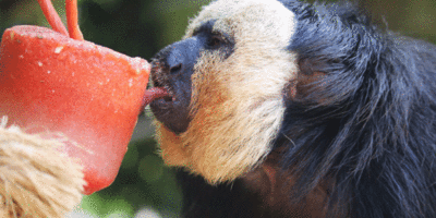 Yorkshire Wildlife Park Animals Enjoy Treats As Temperatures Soar