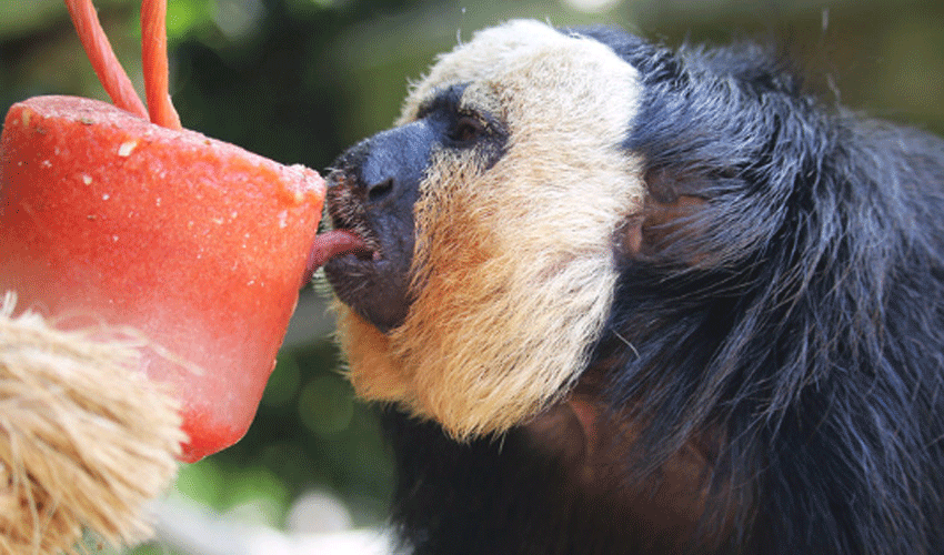 Yorkshire Wildlife Park Animals Enjoy Treats As Temperatures Soar