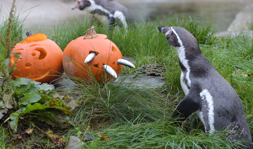 Exciting New Outdoor Activities This Half Term At Sewerby Hall And Gardens