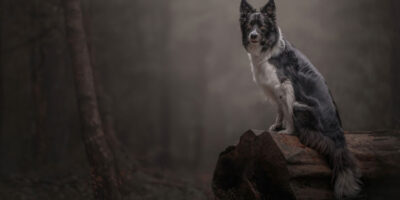 East Yorkshire Photographer Named Pet Photographer Of The Year