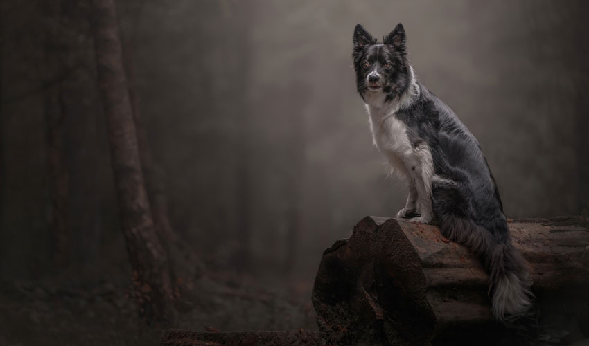 East Yorkshire Photographer Named Pet Photographer Of The Year