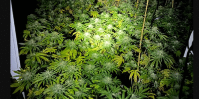 Cannabis Grow Totaling Over 600 Plants Found In East Yorkshire Village