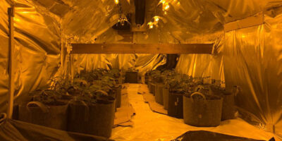 Large Cannabis Factory Found On The Leases In Beverley