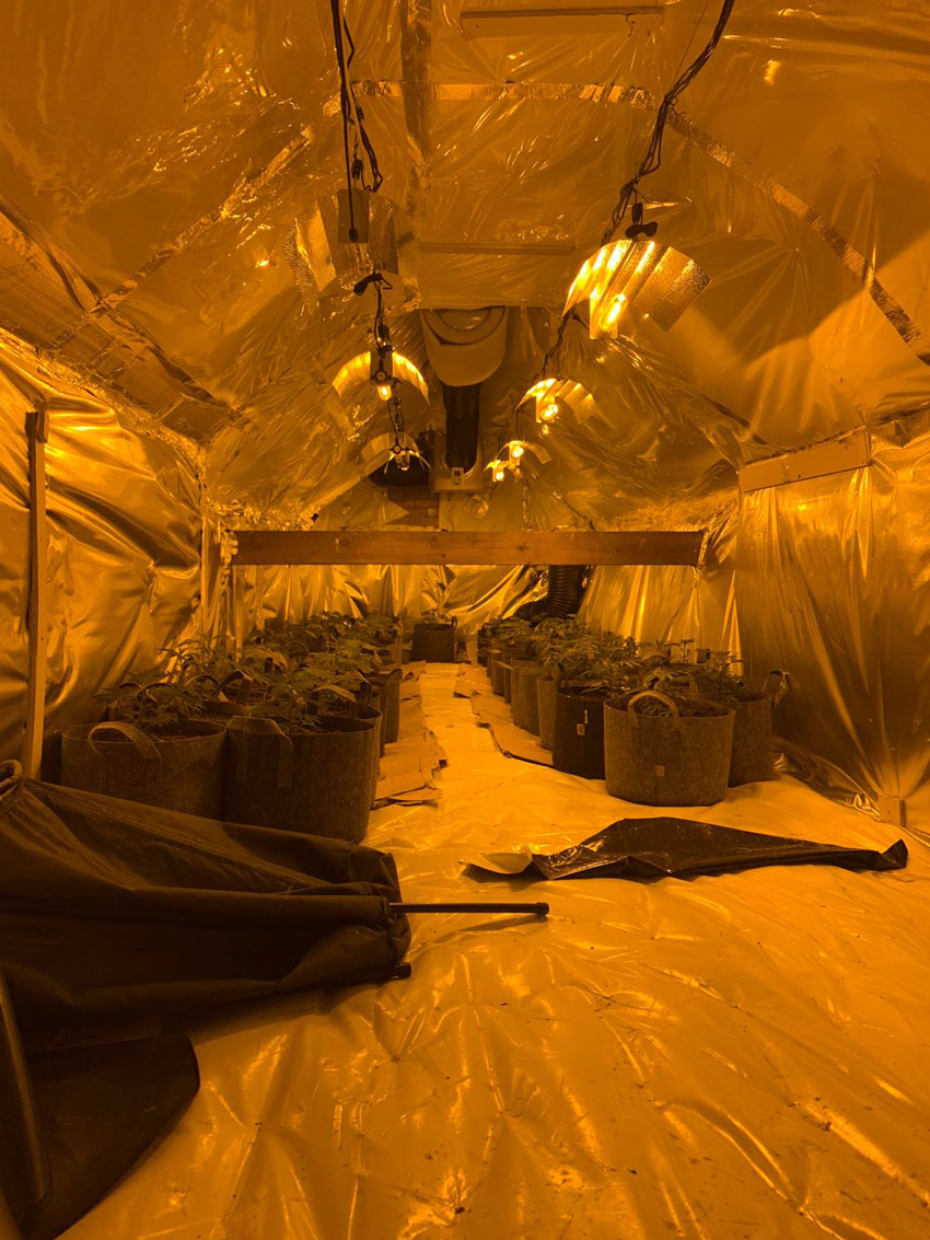 Large Cannabis Factory Found On The Leases In Beverley