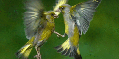 Housebuilder Encourages Residents To Give Birds The Special Tweetment This Lockdown