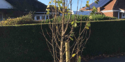 Trees Dedicated To Babies Born In East Riding Since First Lockdown