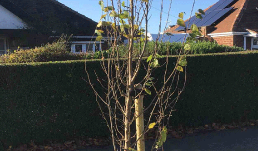 Trees Dedicated To Babies Born In East Riding Since First Lockdown