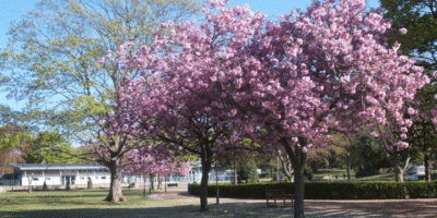 Hull Named A Tree City Of The World In Global List