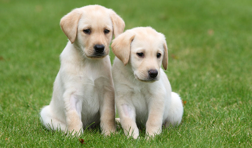 Guide Dogs’ Urgent Appeal For Puppy Raisers In Beverley And Surrounding Villages