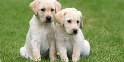 Puppy Raisers Wanted In Beverley By Sight Loss Charity