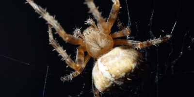 There Are 40 Spiders Living In Your Home And They Are More Active Then You Think