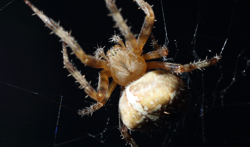 There Are 40 Spiders Living In Your Home And They Are More Active Then You Think