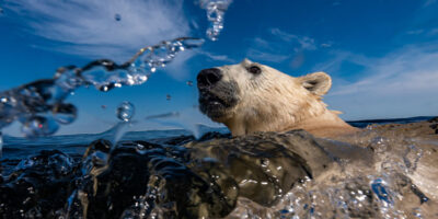 Stunning Images Unveiled As Wildlife Photographer Heads This Way In May