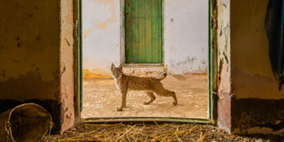 Exhibition Of Wildlife Photography To Open At Sewerby Hall And Gardens