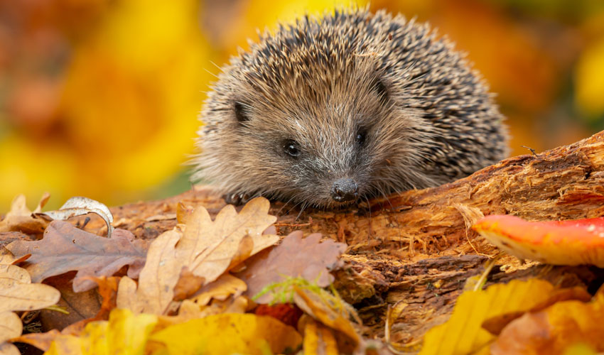 This Bonfire Night Take Care of Hedgehogs By Following These Tips
