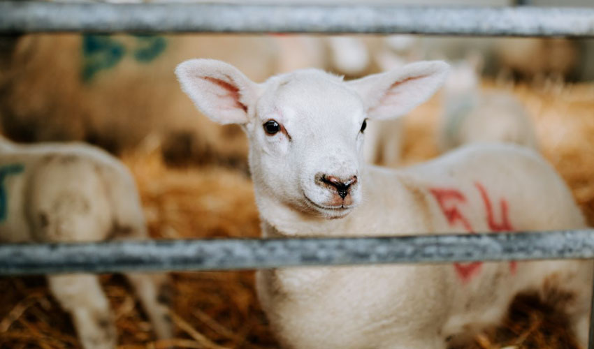 Bishop Burton College Celebrates Spring Live With A Family Fun Day