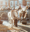 Beverley Will Host Five Days Of Christmas Markets