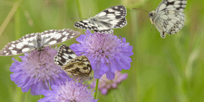 Residents encouraged to share their views on nature