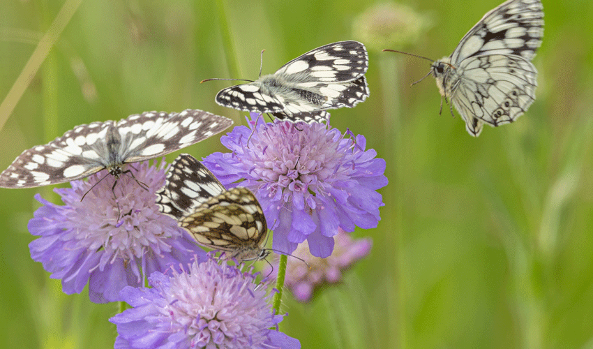 Residents encouraged to share their views on nature