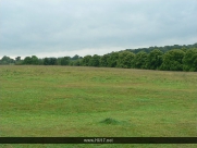 Beverley Westwood